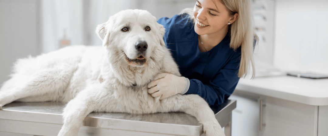 Artritis en perros: síntomas y en qué se diferencia de la artrosis