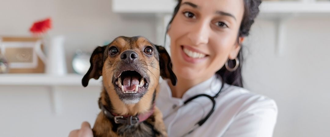 Artrosis y displasia de cadera en perros: síntomas, cuidados y cómo elegir su cama