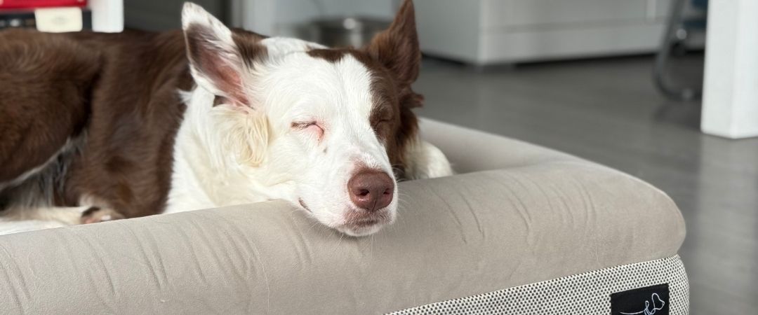 Cuántas horas duerme un perro (y cuándo ese sueño esconde algo más)