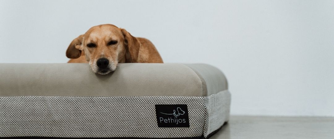 El descanso en los perros: la clave invisible de su equilibrio y bienestar