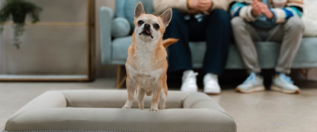 El frío y las articulaciones: La importancia de las camas ortopédicas para ayudar a aliviar la artrosis en perros