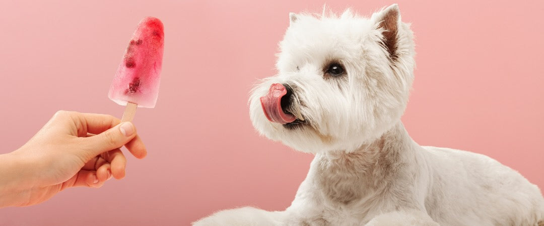 Cómo hacer helados para perros en casa