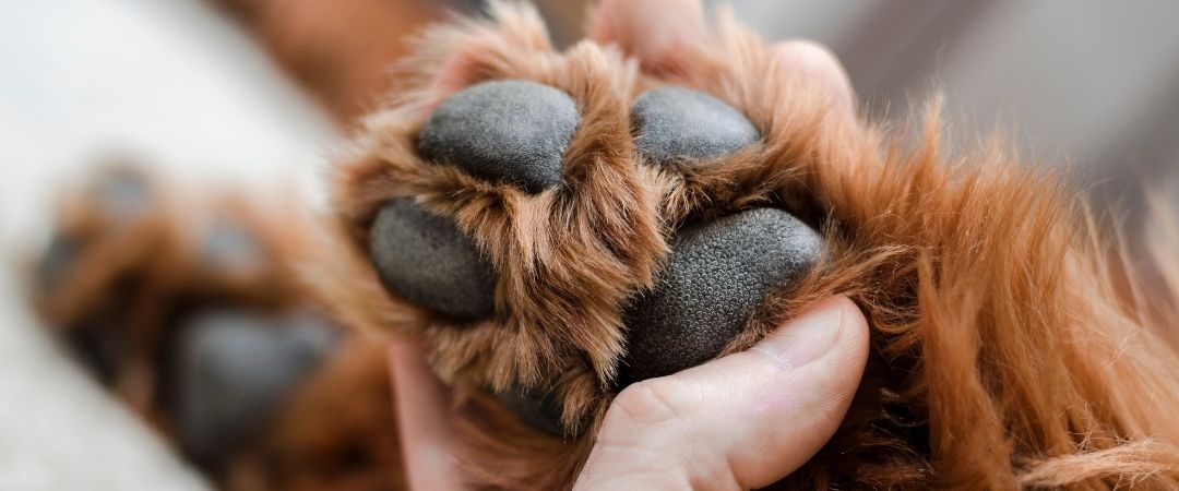 Cómo proteger las patas de tu perro del calor