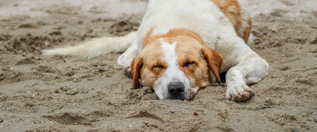 ¿Qué es el golpe de calor en perros y cómo prevenirlo?