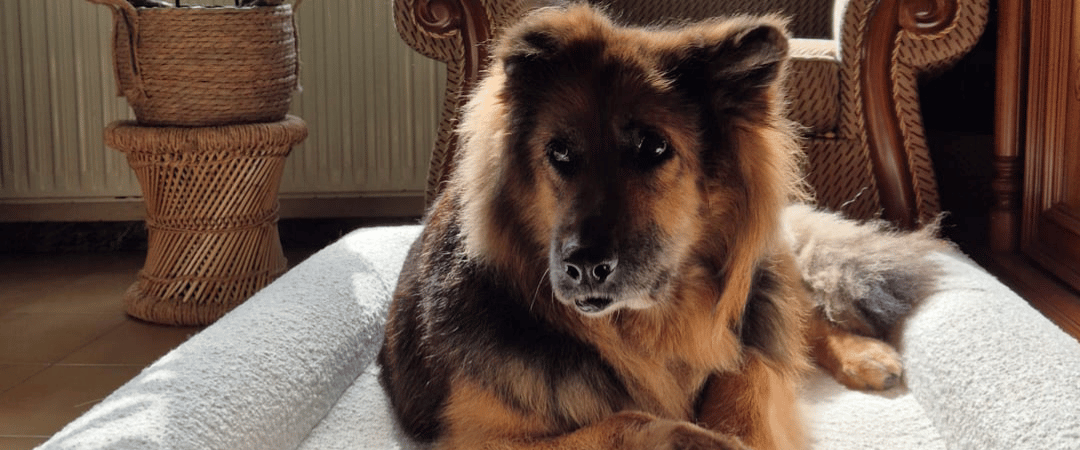 Camas para perros grandes: por qué necesitan un soporte distinto