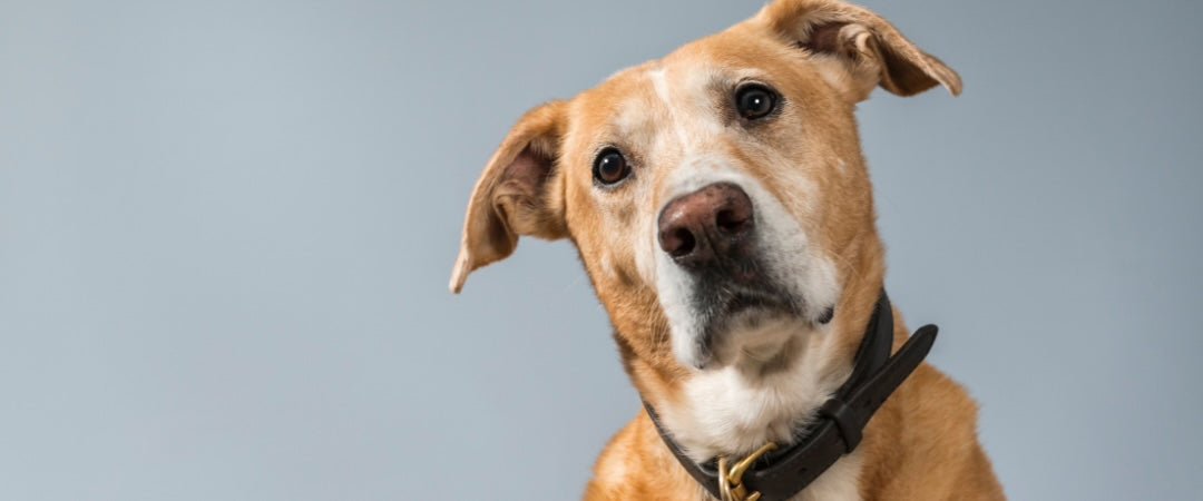¿Por qué los perros sin raza se han vuelto tan populares? Beneficios de tener uno en casa