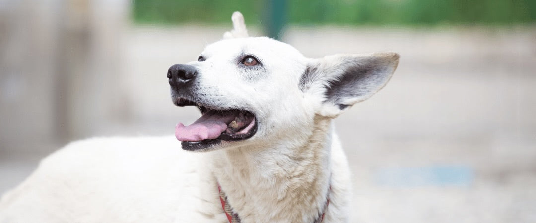 Perros senior: cómo adaptar su descanso a medida que envejecen