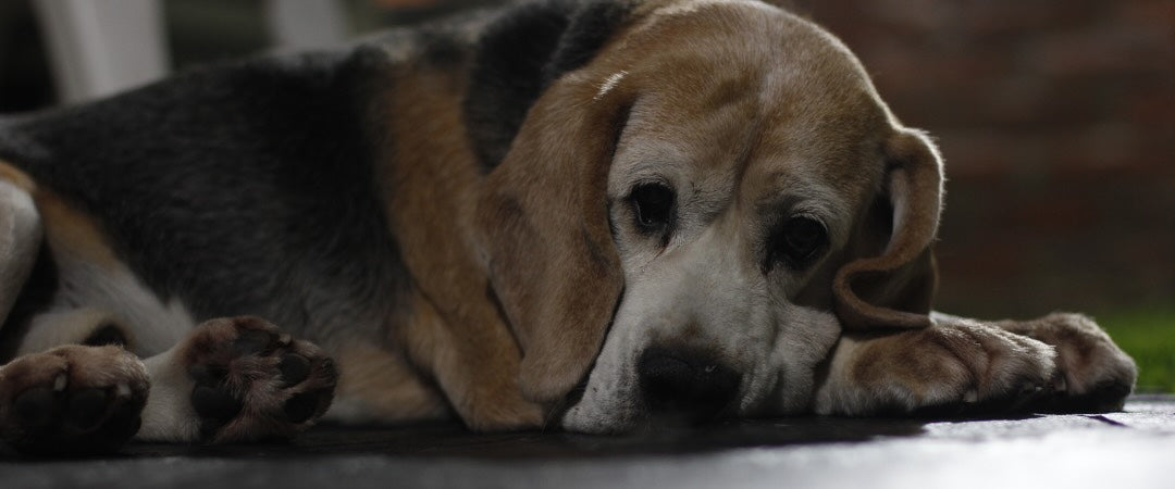 Mi perro no duerme por la noche: causas y cómo ayudarle a descansar mejor