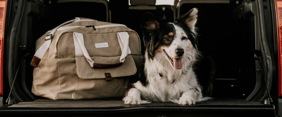 Consejos para viajar con perros: Lo que necesitas saber