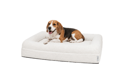 Perro de referencia para esta talla