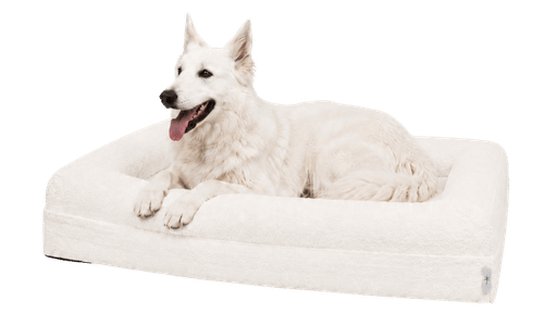 Perro de referencia para esta talla