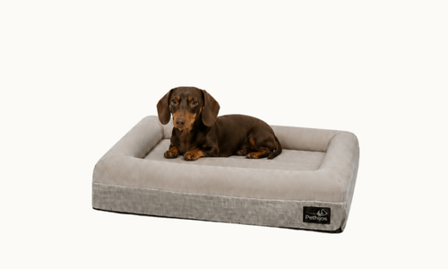 Perro de referencia para esta talla
