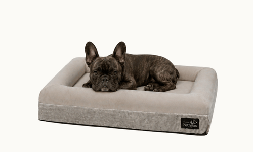 Perro de referencia para esta talla