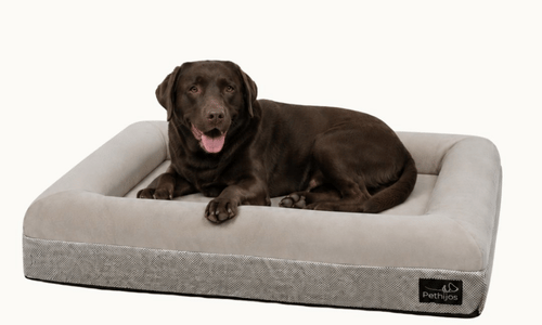 Perro de referencia para esta talla