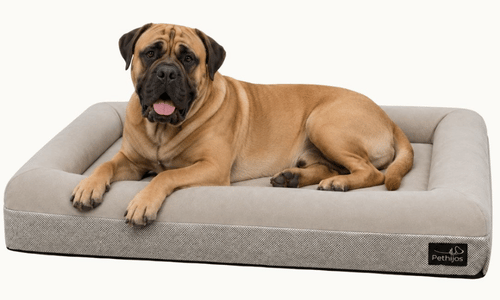 Bullmastiff numa cama ortopédica Pethijos, tamanho XL