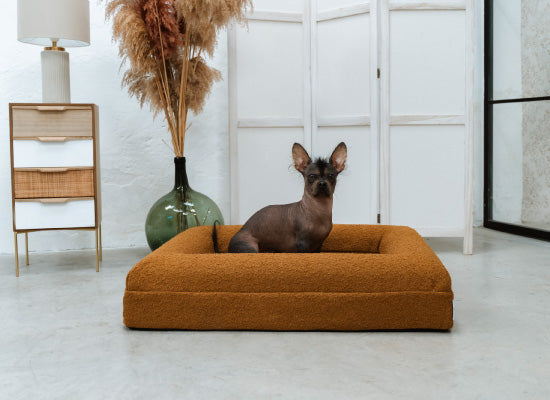 Pethijos-camas-ortopedicas-para-perros-osteoporosis---beneficio-ayuda con la recuperacion y envejecimiento