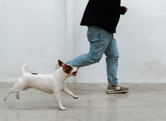 Pethijos-camas-ortopedicas-para-perros-osteoporosis---beneficio-perros con sobrepeso