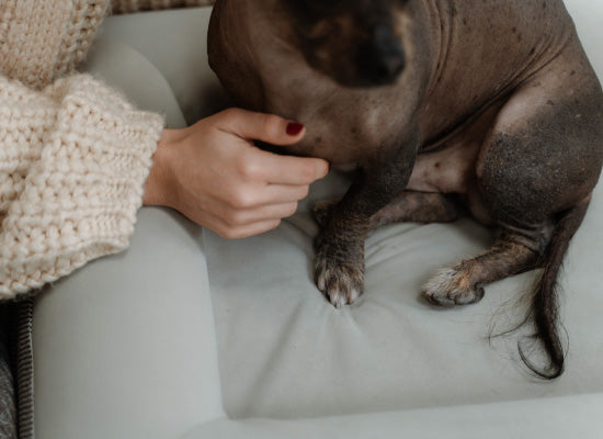 Pethijos-camas-ortopedicas-para-perros-osteoporosis---beneficio-previenen callos, heridas y ulcerass