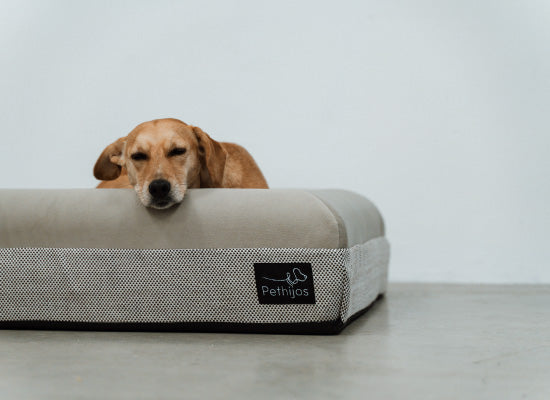 Pethijos-camas-ortopedicas-para-perros-osteoporosis---el sueño es salud