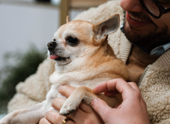 Pethijos-camas-ortopedicas-para-perros-osteoporosis---salud articular