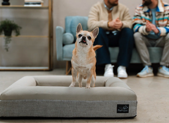 Pethijos-camas-ortopedicas-para-perros-osteoporosis---soporte viscoelastico