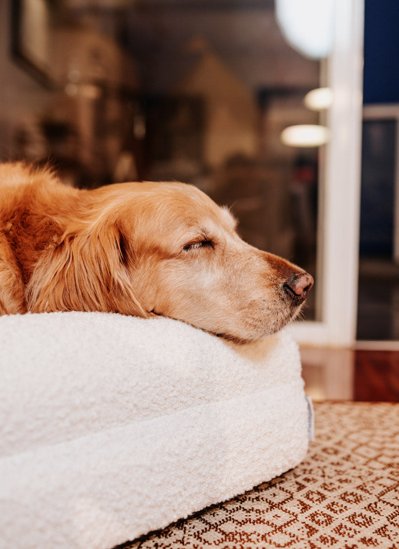 Pethijos-camas-para-perros--Beneficios-Carrusel6