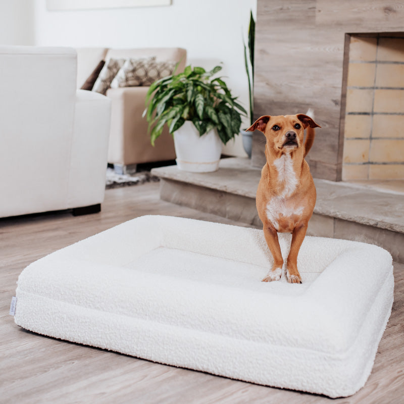 Pethijos España - Camas para perros ortopedicas viscoelasticas - perro sobre cama boucle blanca