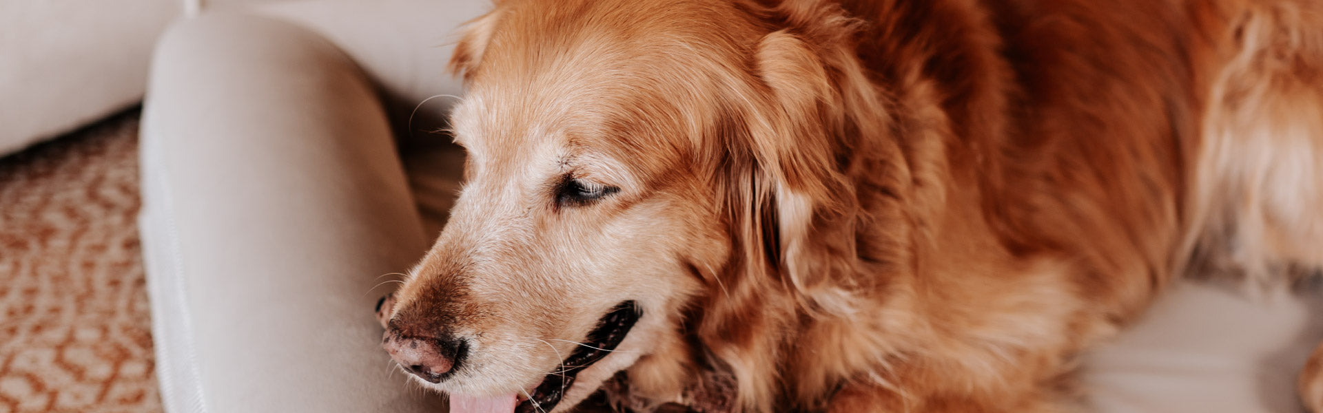 Pethijos Espana - Camas para perros ortopedicas viscoelasticas - beneficios