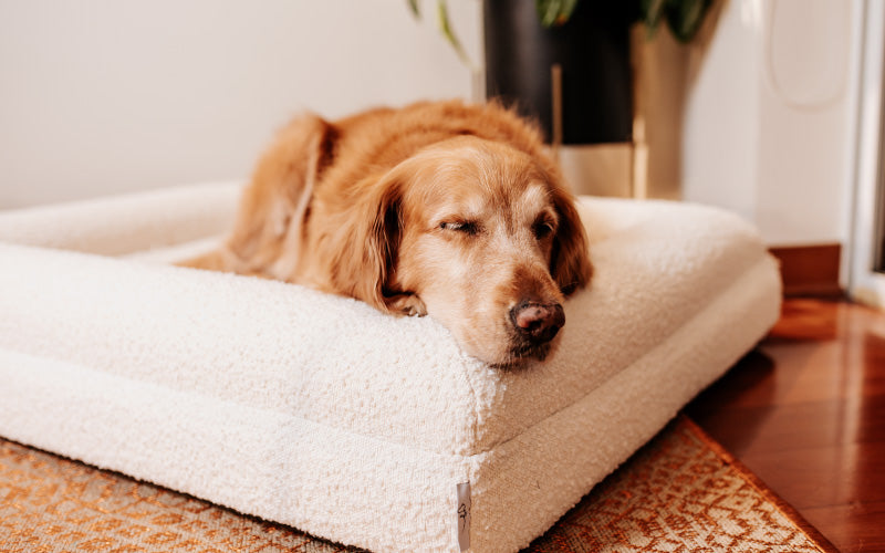 Pethijos Espana - Camas para perros ortopedicas viscoelasticas - perro grande en cama