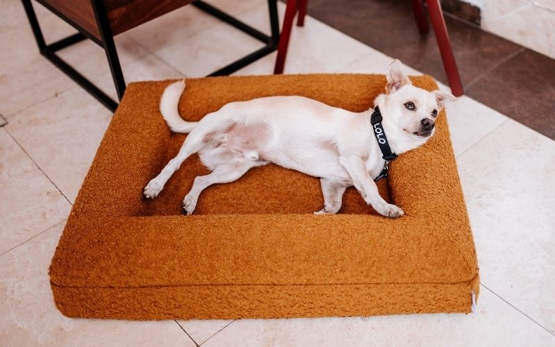 Pethijos Espana - Camas para perros ortopedicas viscoelasticas - perro pequeño en cama ochre