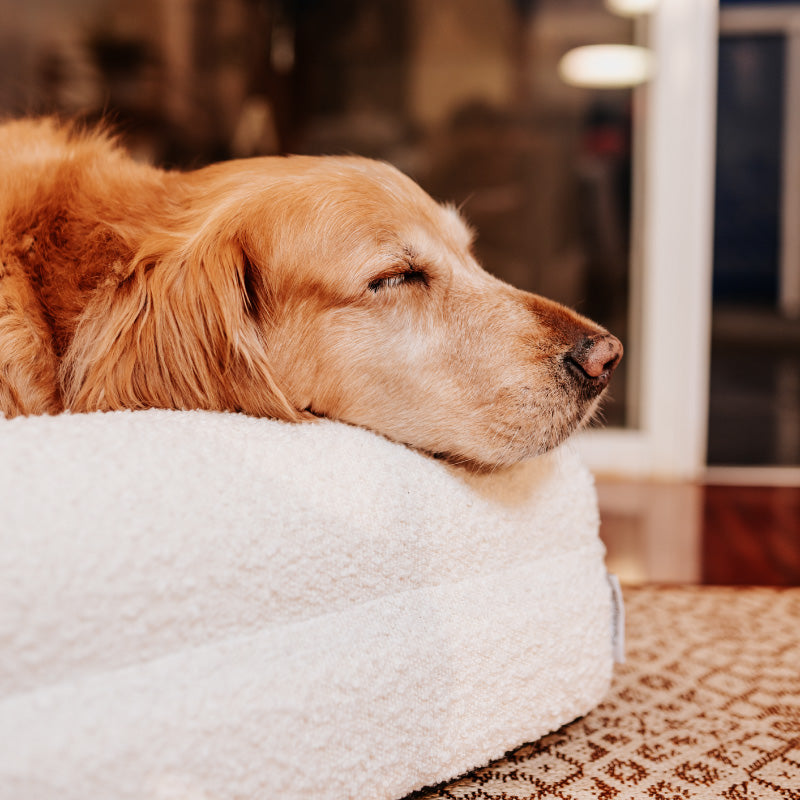 Pethijos Espana - Camas para perros ortopedicas viscoelasticas - cama perro grande