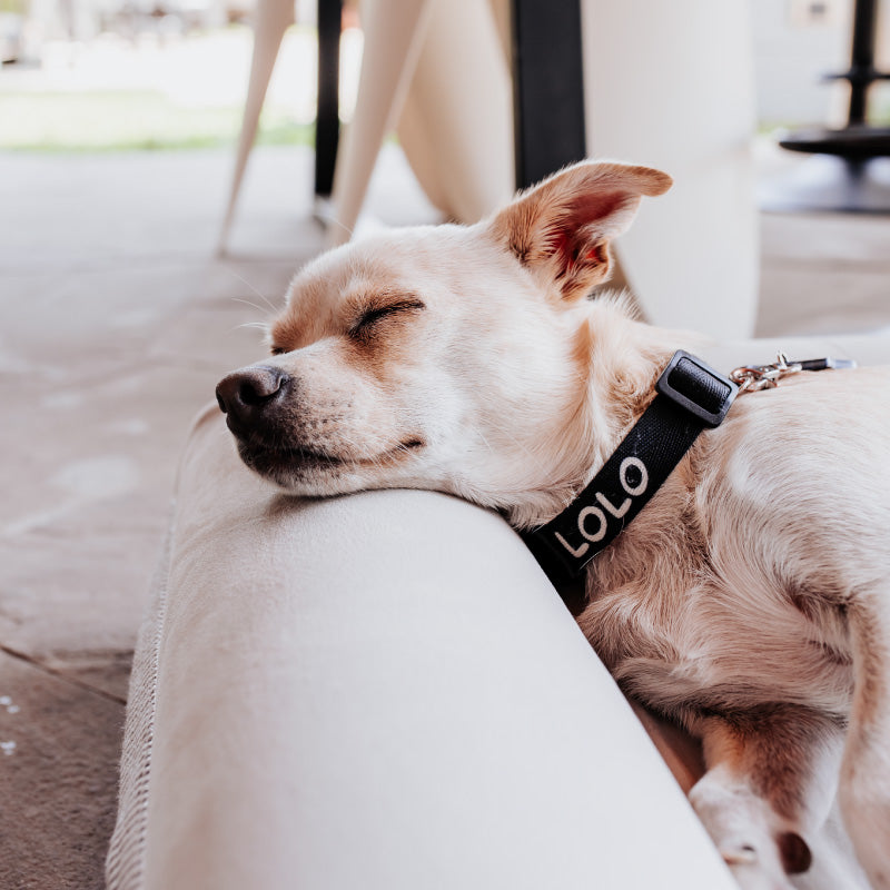 Pethijos Espana - Camas para perros ortopedicas viscoelasticas - cama perro pequeño 1