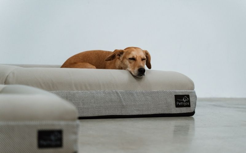 Pethijos Espana - Camas para perros ortopedicas viscoelasticas - perro mediano en cama