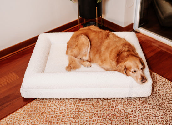 Pethijos Espana - Camas para perros ortopedicas viscoelasticas - camas para perros grandes tamaño L