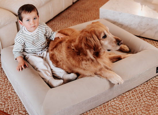 Pethijos Espana - Camas para perros ortopedicas viscoelasticas - camas para perros grandes tamaño L 2