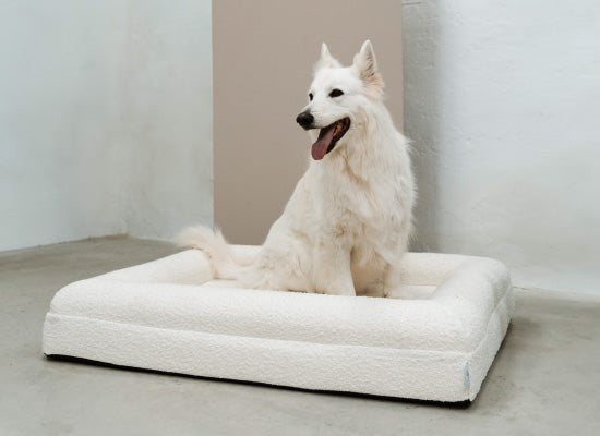 Pethijos Espana - Camas para perros ortopedicas viscoelasticas - camas para perros grandes tamaño L 3