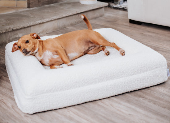 Pethijos España - Camas para perros ortopedicas viscoelasticas - camas para perros medianos talla M 2