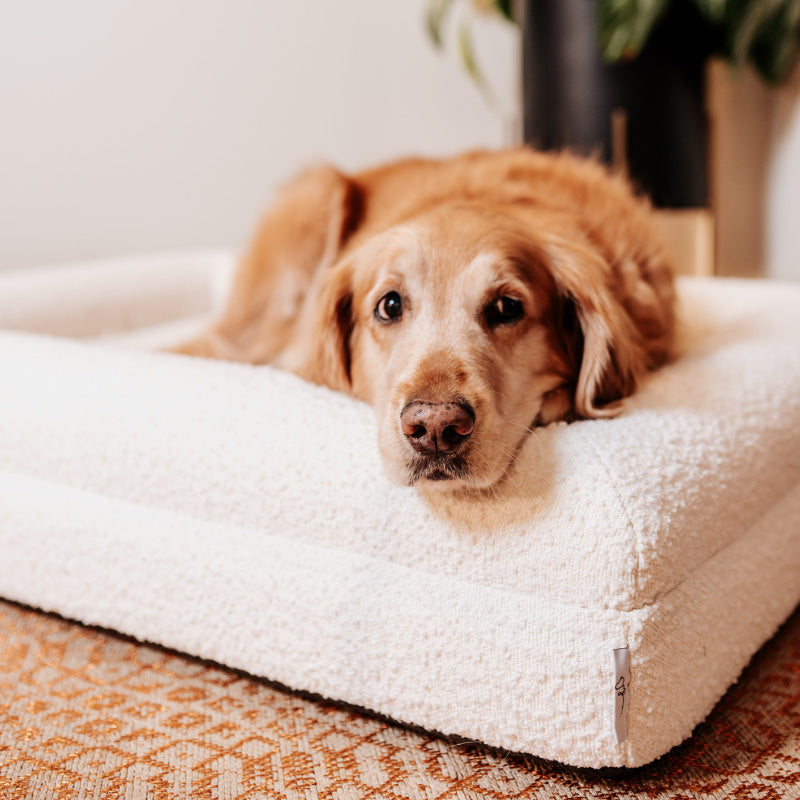 Pethijos Espana - Camas para perros ortopedicas viscoelasticas - funda modelo boucle blanca foto con perro grande