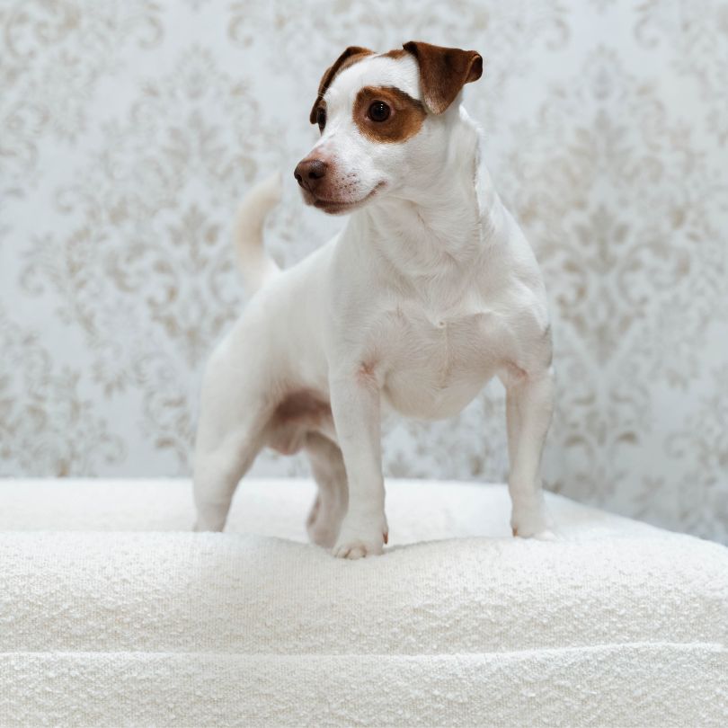 Pethijos Espana - Camas para perros ortopedicas viscoelasticas - perro sobre borde de cama