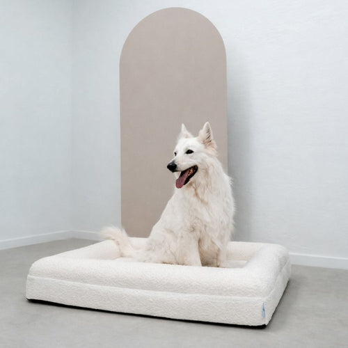 Pethijos Espana - Camas para perros ortopedicas viscoelasticas - perro sobre cama con funda