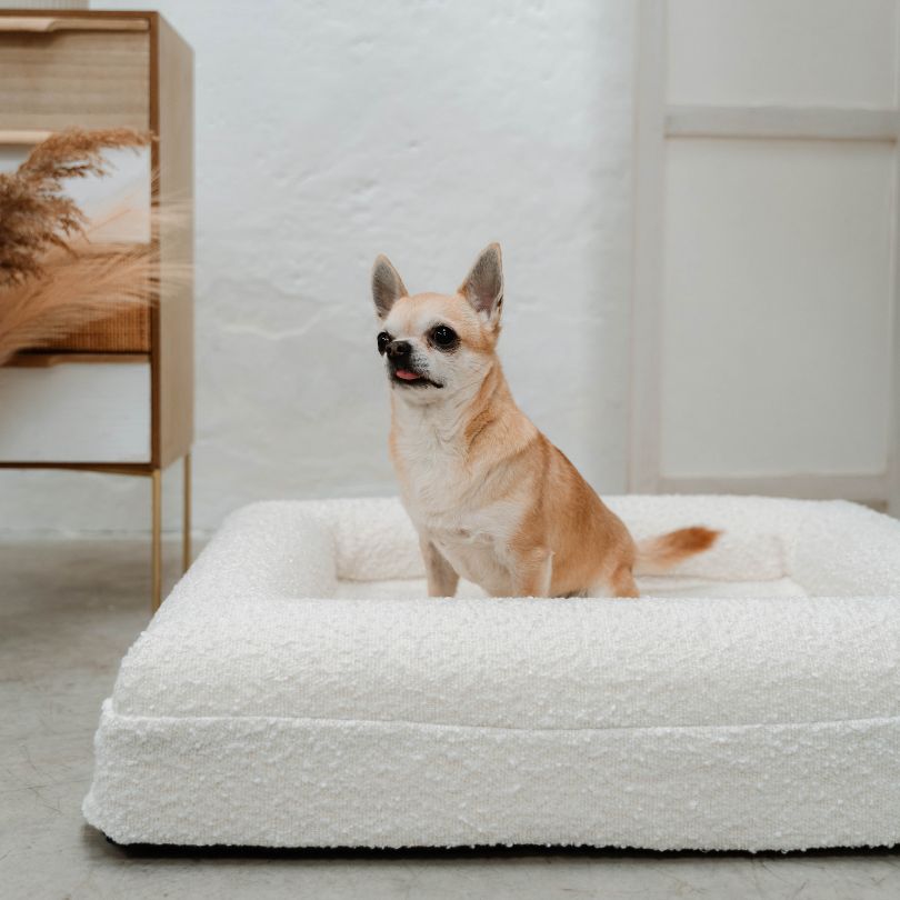 Pethijos Espana - Camas para perros ortopedicas viscoelasticas - perro sobre funda boucle