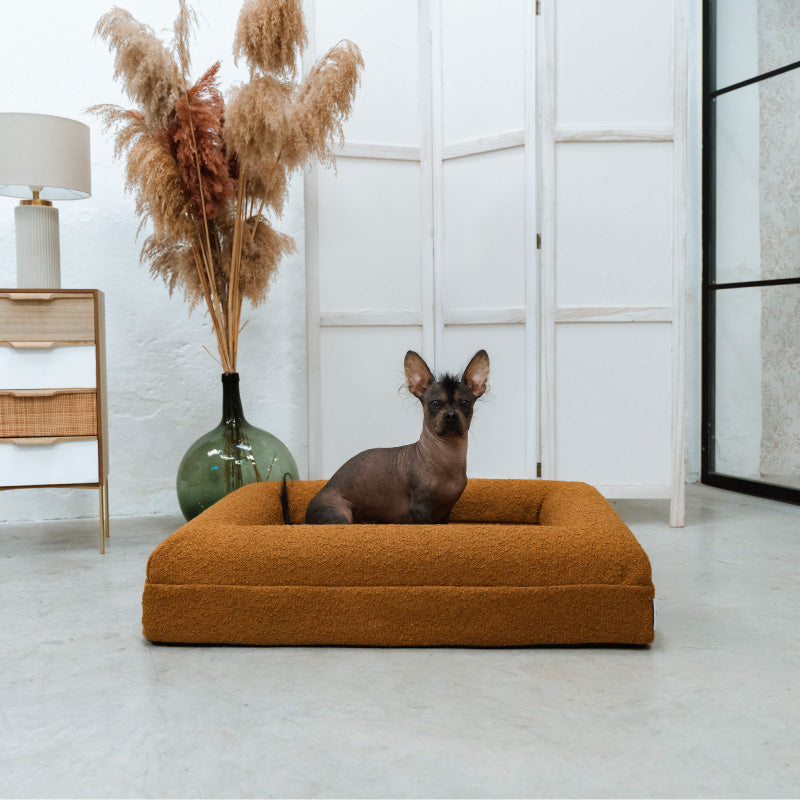 Pethijos Espana - Camas para perros ortopedicas viscoelasticas - perro pequeño sobre cama