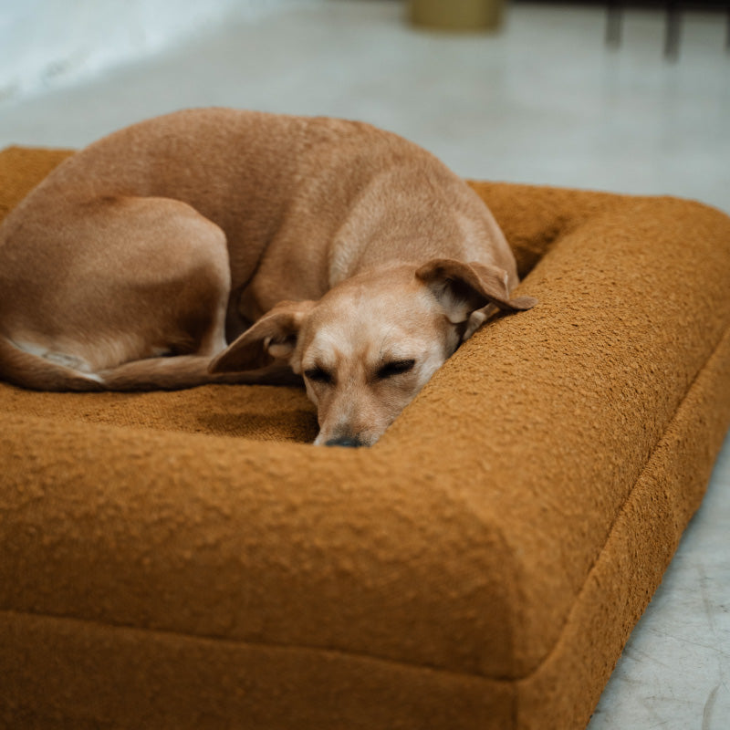 Pethijos Espana - Camas para perros ortopedicas viscoelasticas - perro mediano en cama