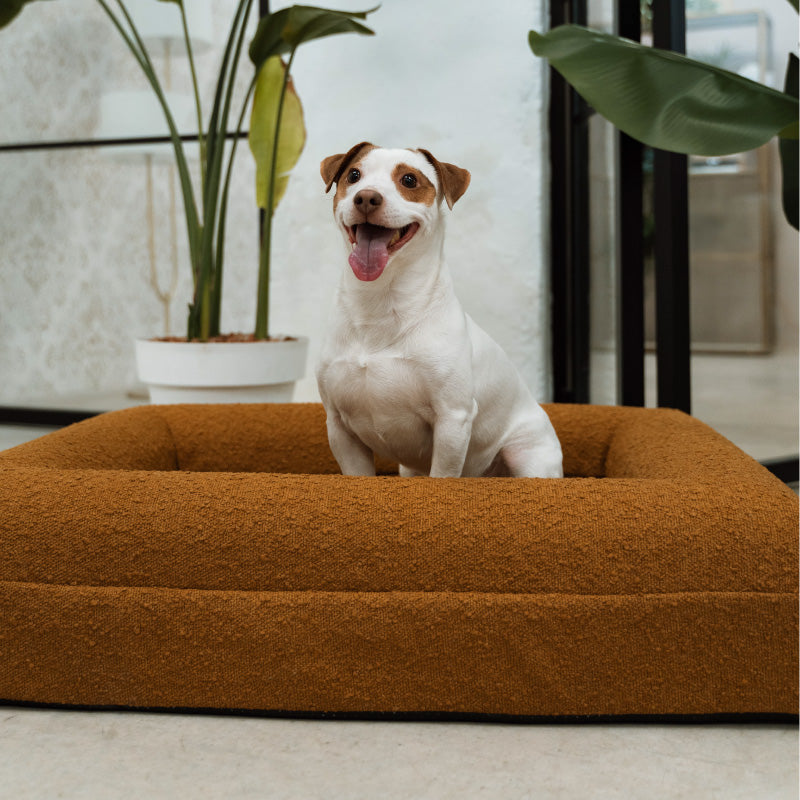 Pethijos Espana - Camas para perros ortopedicas viscoelasticas -perro mediano sobre cama