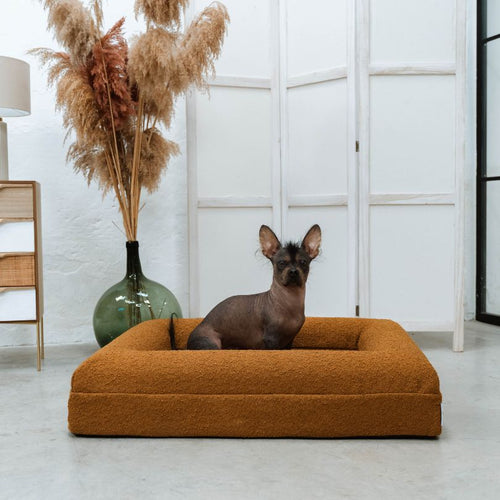 Pethijos Espana - Camas para perros ortopedicas viscoelasticas - foto perro sentado sobre cama