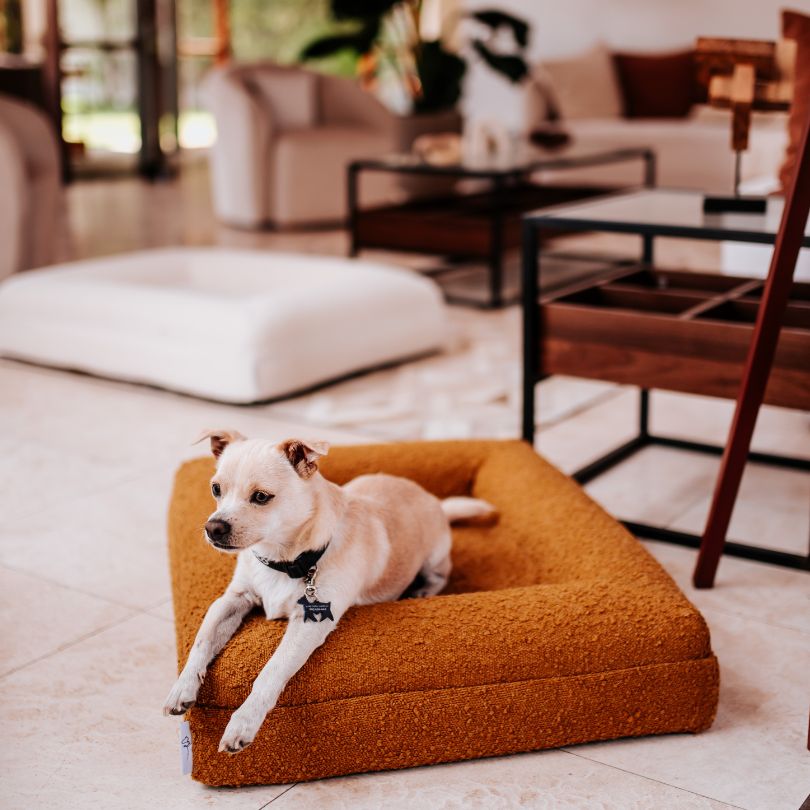 Pethijos Espana - Camas para perros ortopedicas viscoelasticas - perro descansando sobre cama con funda