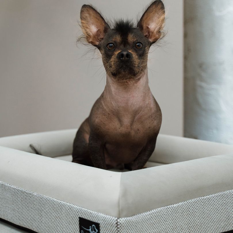 Pethijos Espana - Camas para perros ortopedicas viscoelasticas - perro sobre funda