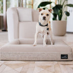 Pethijos Espana - Camas para perros ortopedicas viscoelasticas - perro sobre funda