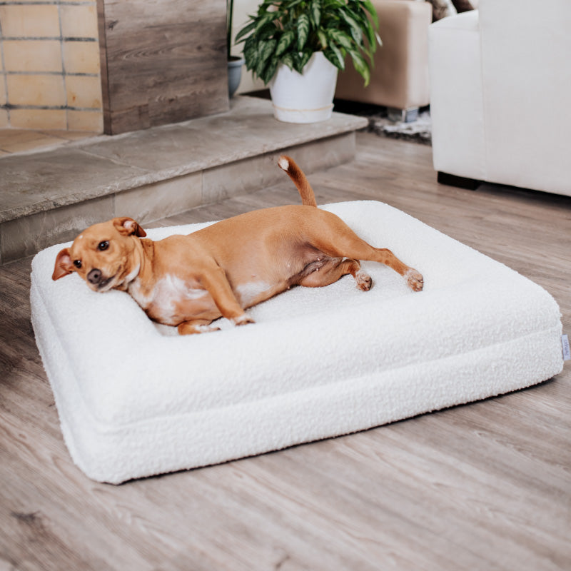 Pethijos Espana - Camas para perros ortopedicas viscoelasticas - perro mediano sobre cama