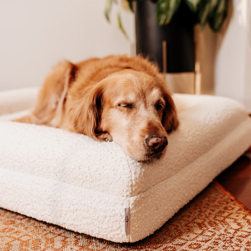 Pethijos Espana - Camas para perros ortopedicas viscoelasticas - perro grande sobre cama